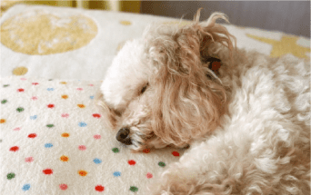 犬の写真