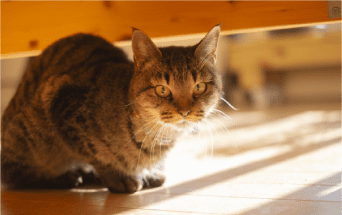 猫の写真