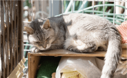 猫