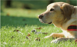 犬