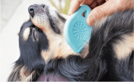 犬