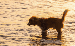 犬