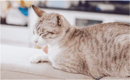 犬