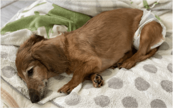 犬