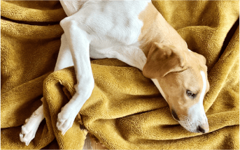犬