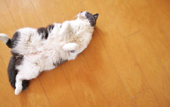 動物の写真