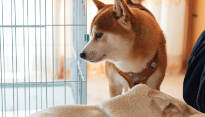 動物の写真