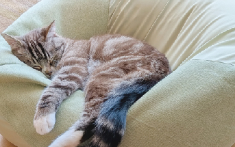 動物の写真