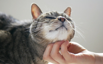 動物の写真
