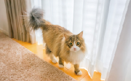 動物の写真