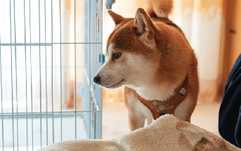 動物の写真