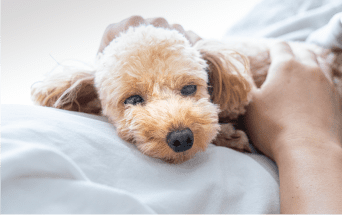 犬