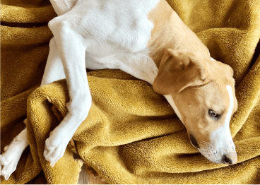 犬