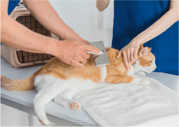 注射される猫