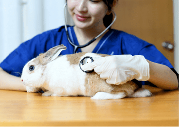 ウサギの診察