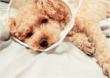 犬