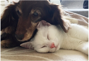 犬と猫の写真