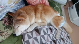 自宅での最期を – 往診による犬の看取り