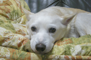 犬と猫の介護 – 家庭でできるシニア動物ケアのポイント