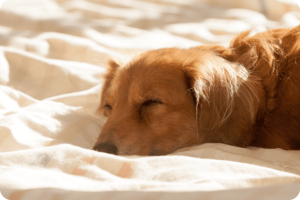 犬の介護費用と飼い主の心構え～頑張りすぎないために～