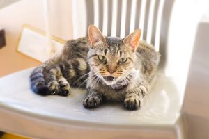 猫の往診診察について