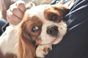 安楽死という選択肢と向き合うために〜その子の最期に寄り添うということ〜