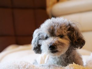 「その子らしさ」を支える動物医療を目指して