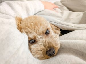 動物の介護に疲れてしまったときに