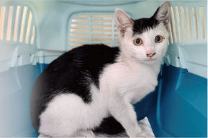 往診ってどんな時に頼めるの？知っておきたい利用シーン