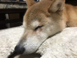 安楽死を考えたときに、読んでほしいコラム