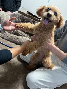 シニア犬猫の腎臓病・腫瘍・肝疾患などに取り入れられるオゾン注腸療法とは？