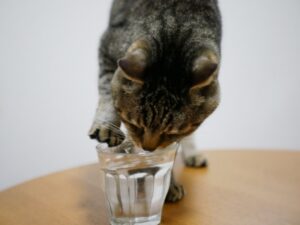 最近様子が変わってきた？慢性腎臓病など、高齢猫に見られやすい症状と病気