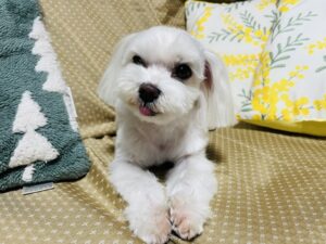 動物治療に「正解」はない。 周りの声に揺れたときに思い出してほしいこと。