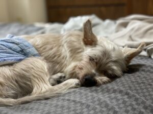 高齢犬の認知症——気づいてあげたいサインと、日々のケア
