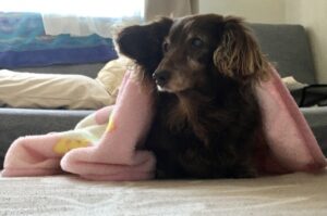 高齢犬の夜泣き——眠れない夜をどう乗り越えるか