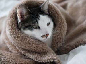 高齢猫の認知症——それ本当に認知症ですか？