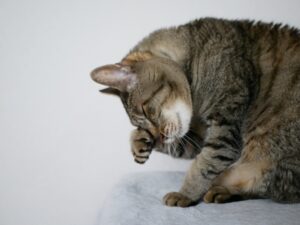 老猫の夜泣き——その原因、ほとんどは病気で説明できます