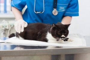 猫の腎臓病治療で目指すこと