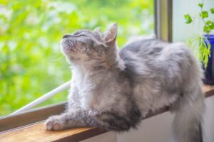 猫の腎臓病の「余命」とどう向き合うか