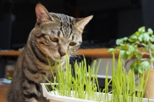 猫の腎臓病の「原因」とは？