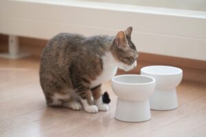 猫の腎臓病で「食事」が治療の要である理由