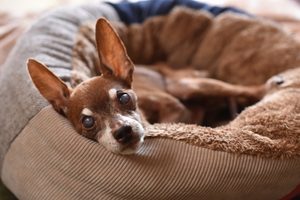 愛玩動物看護師による「訪問看護」を始めます。〜診察のない日も、その子のそばに〜
